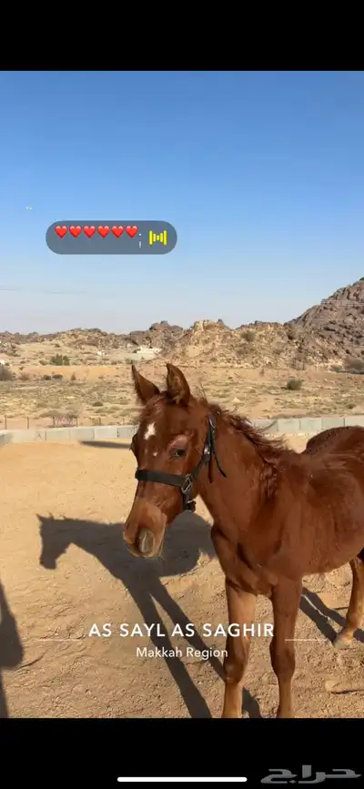 مهر عربي 1