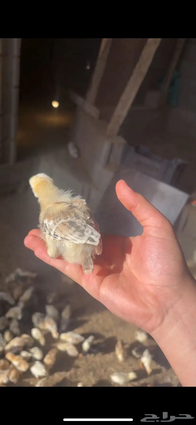 فروخ بلدي شرط 3
