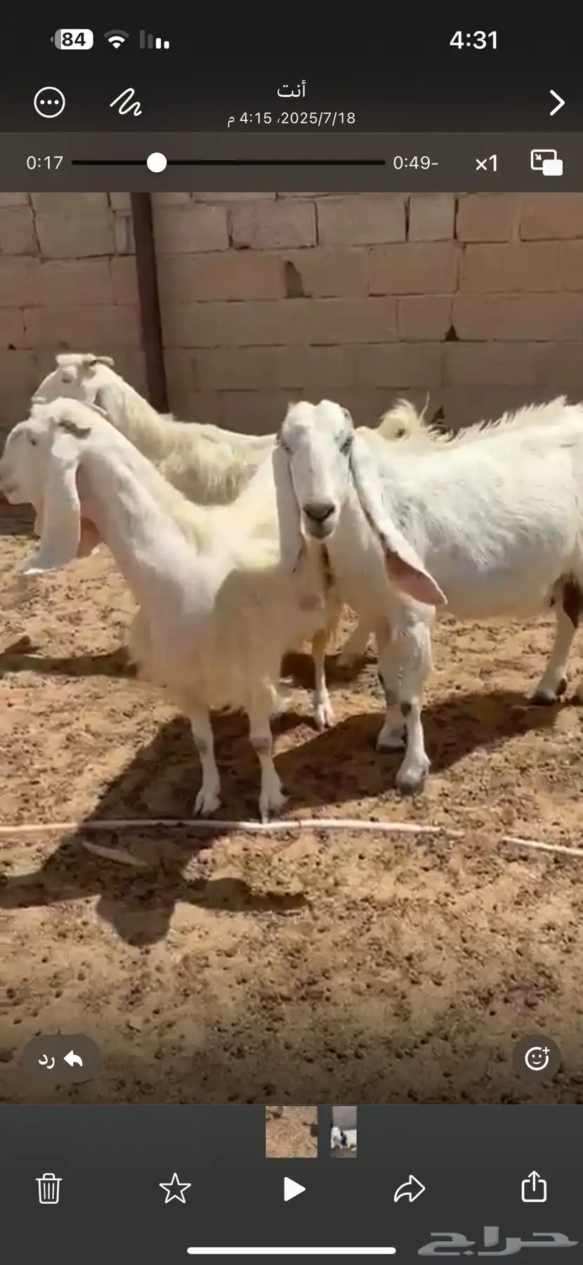 حلال زين في عرضين 9