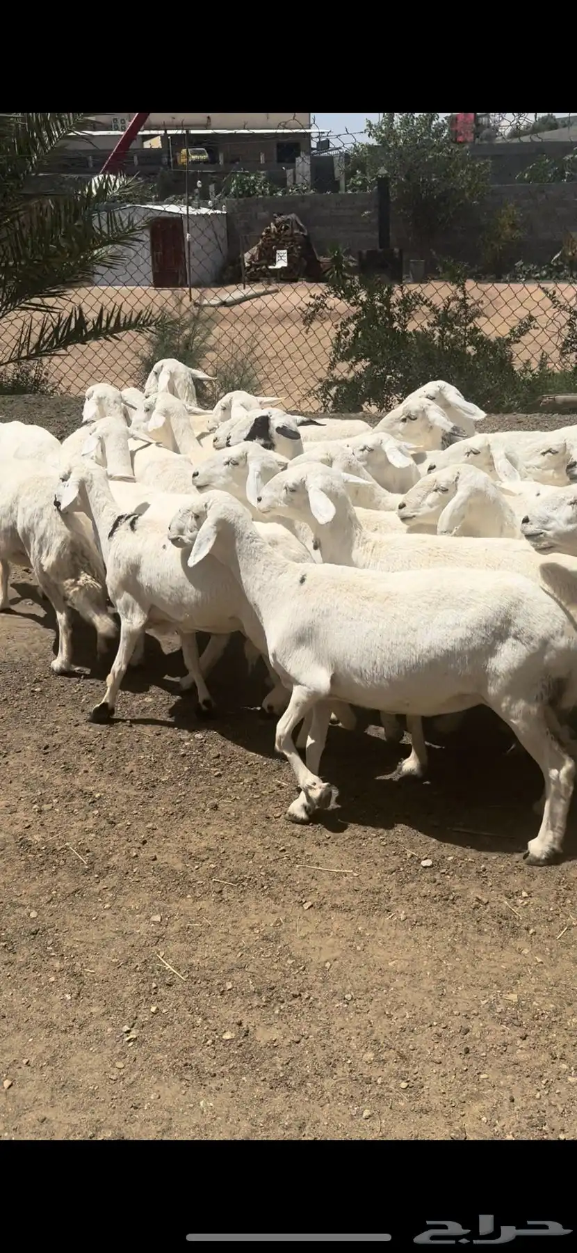 ضان صنف حرش اصايل غنم شهران 30 تبعها 15 1