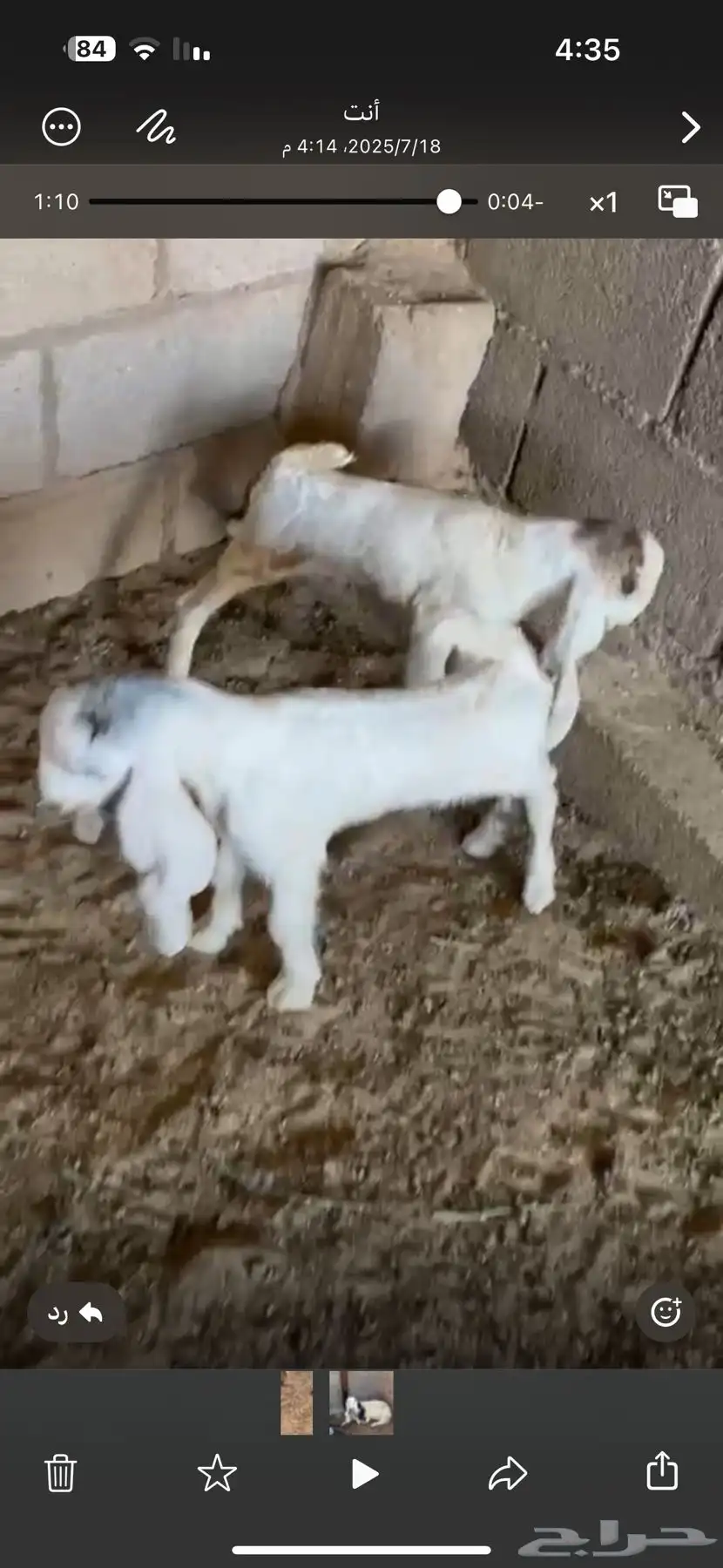 حلال زين في عرضين 0