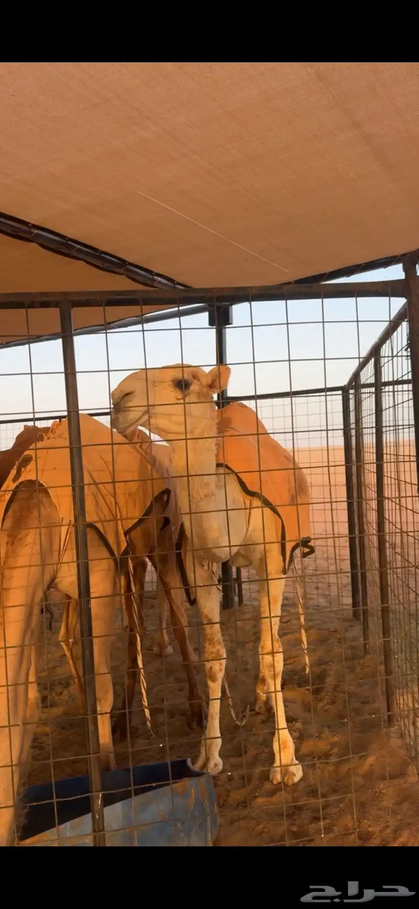بكره باتلييه للبيع 5