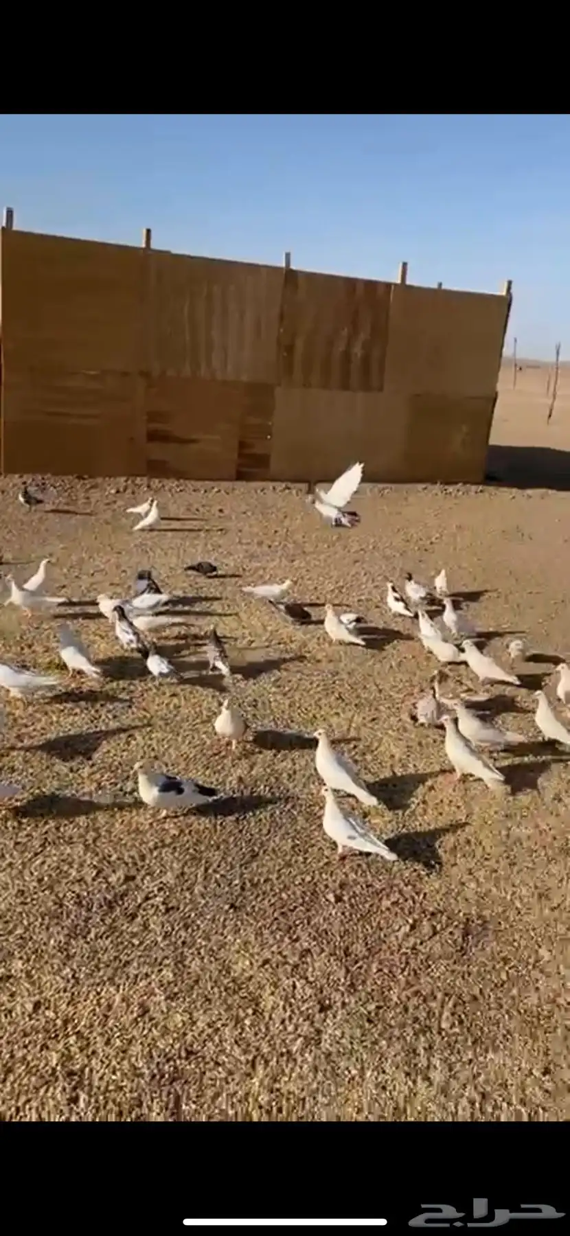 حمام للبيع 1