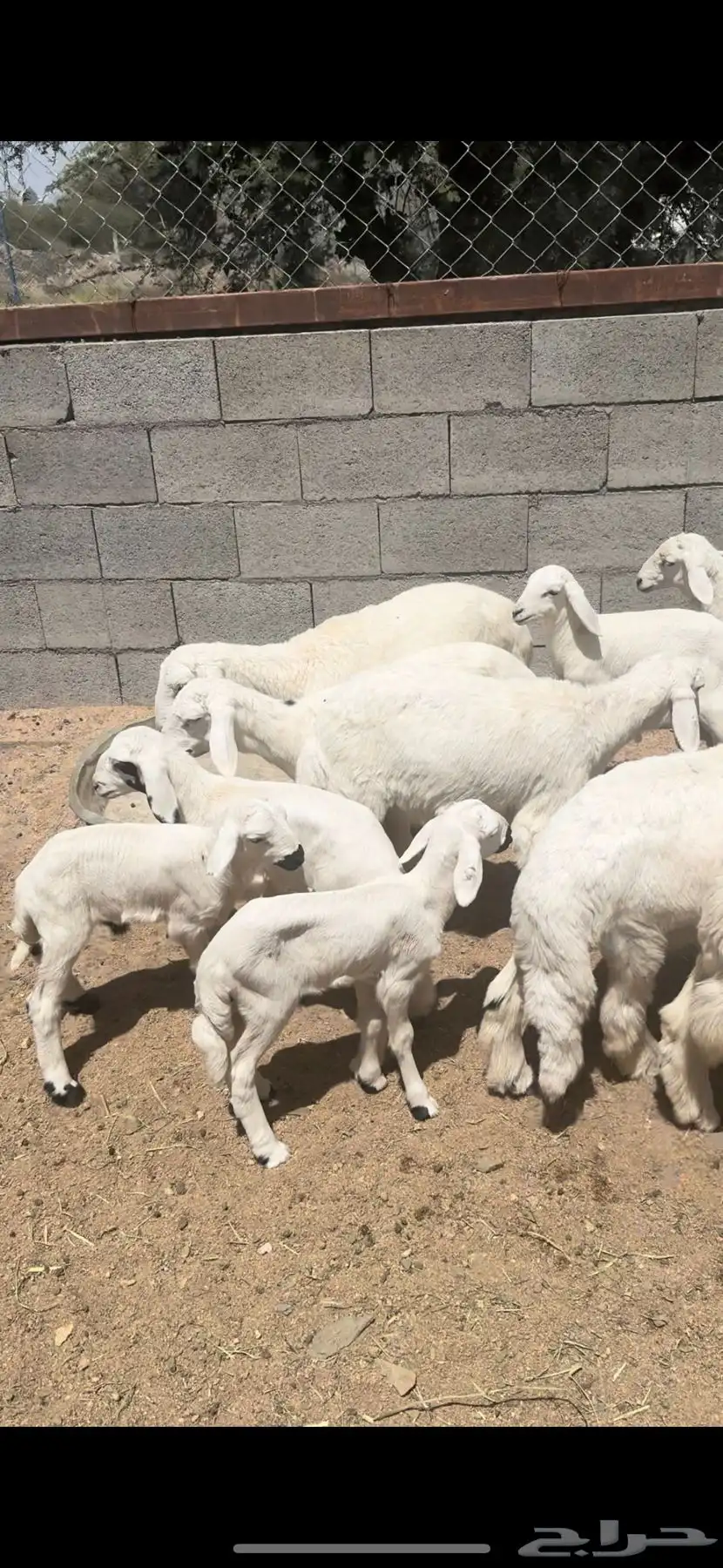 ضان صنف حرش اصايل غنم شهران 30 تبعها 15 15