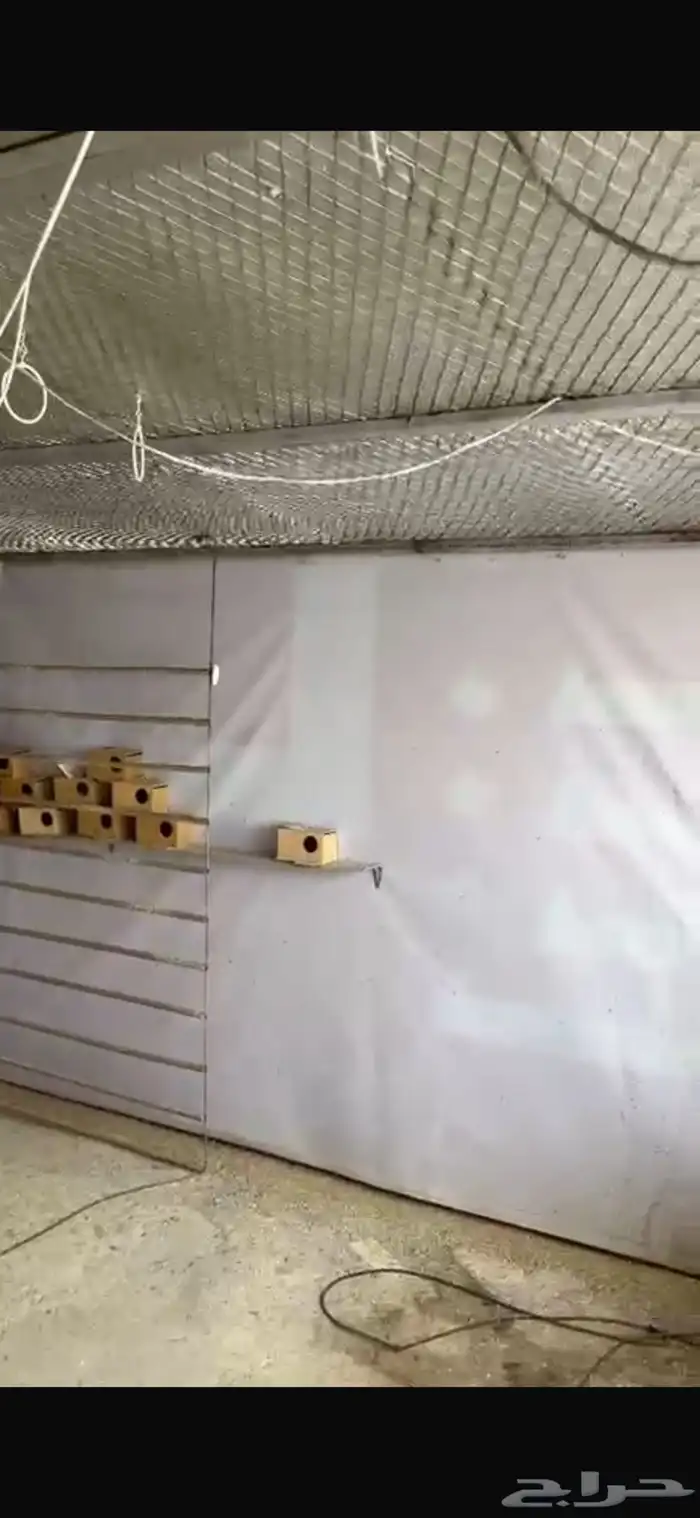 شبك او مطير 2