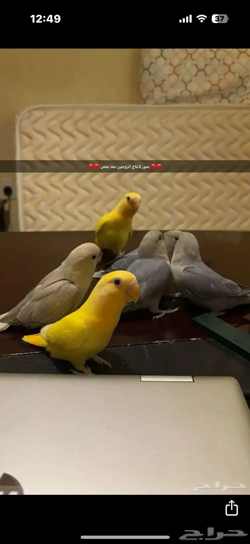 زوجين روز منتجين للبيع 4