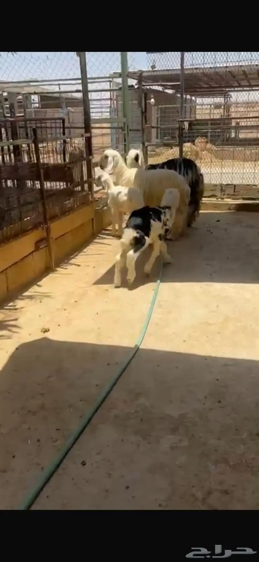 نجد متابع طيبه 4