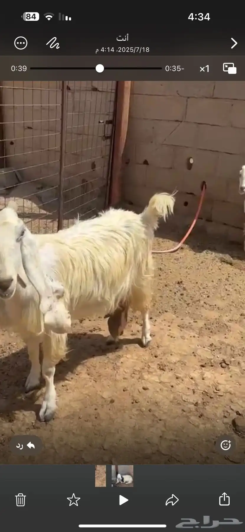 حلال زين في عرضين 2