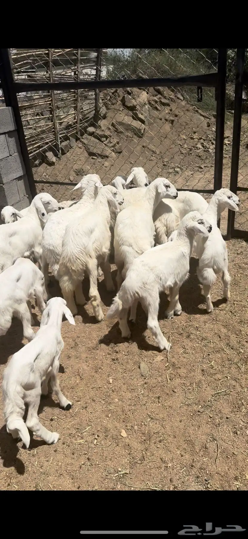 ضان صنف حرش اصايل غنم شهران 30 تبعها 15 17