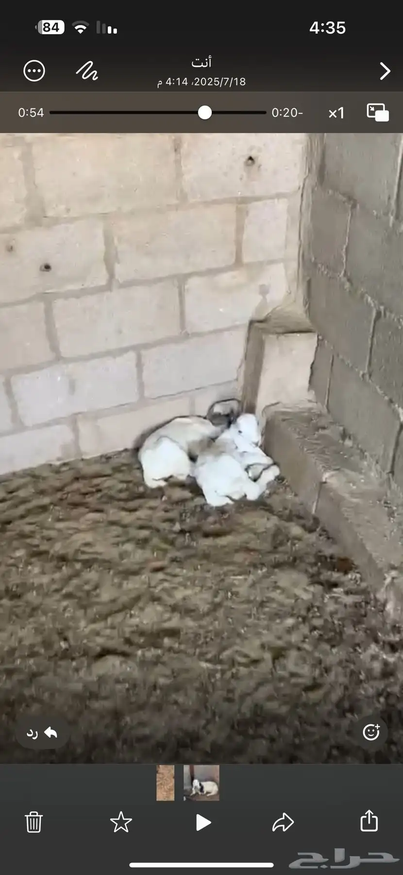 حلال زين في عرضين 1