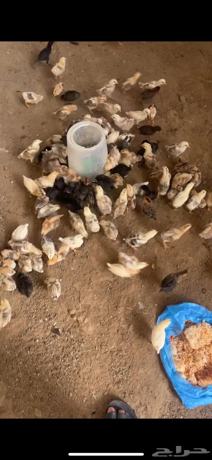 فروخ بلدي شرط 1