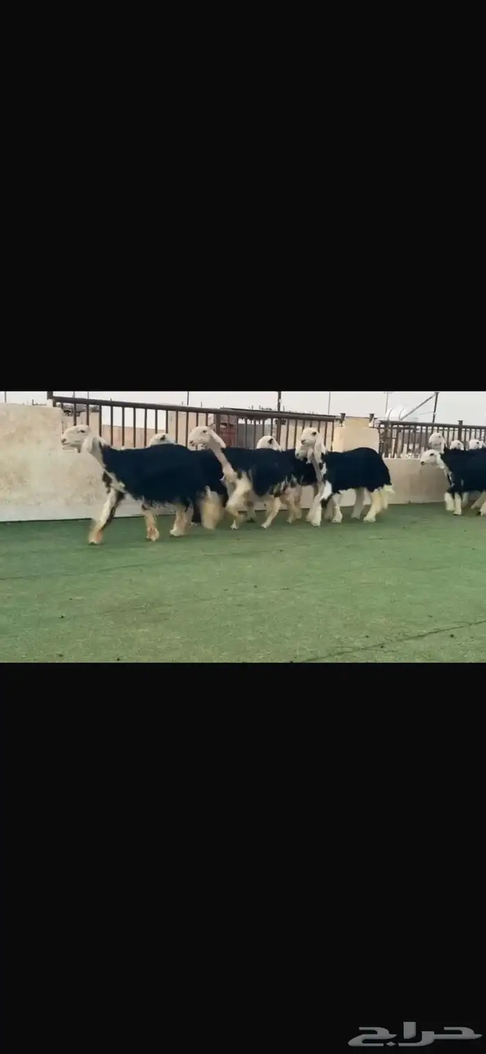 عرض بيع رخال جذعات 6
