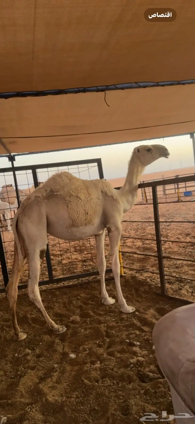 بكره باتلييه للبيع 1