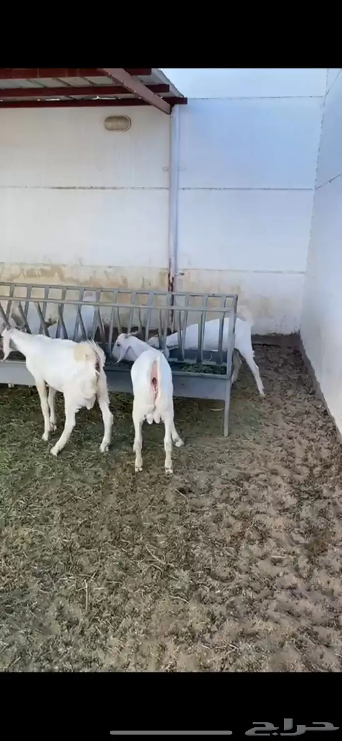 تيوس وجفار بيشيه 3