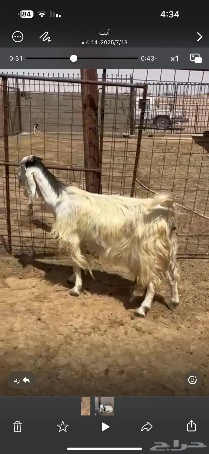 حلال زين في عرضين 3
