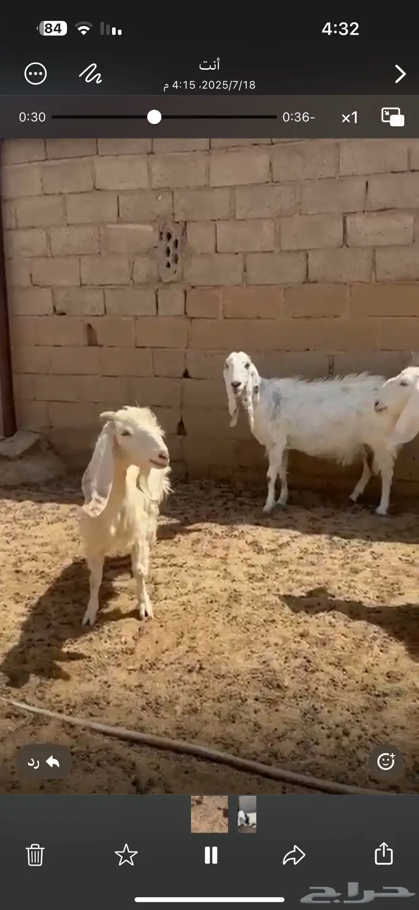 حلال زين في عرضين 6