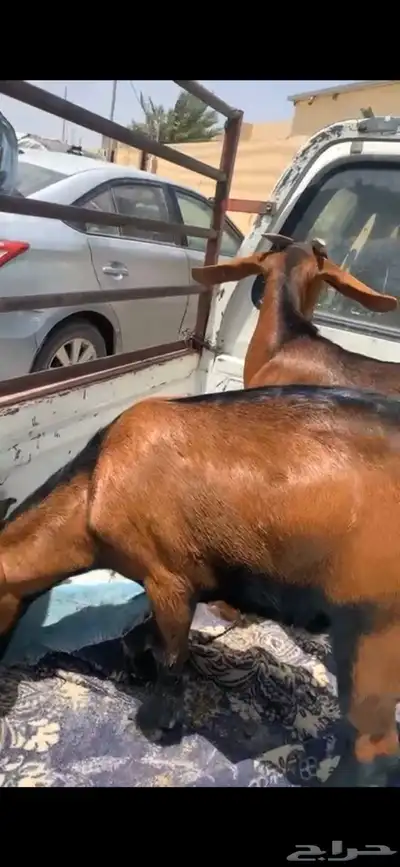 تيسين حبص فل شحم 0