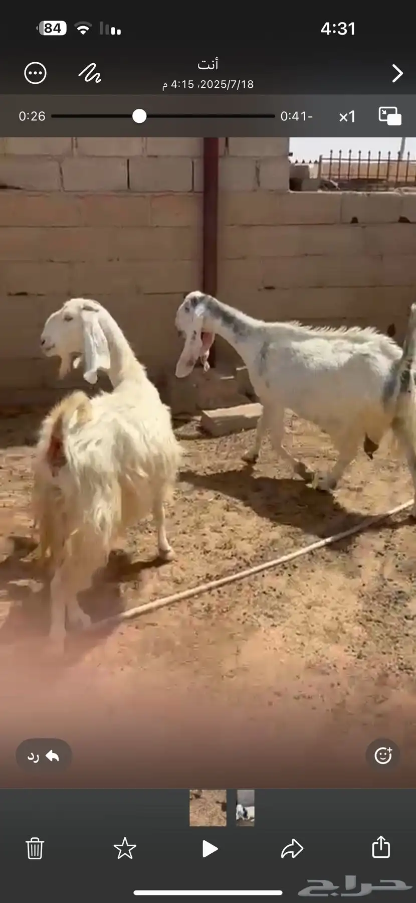 حلال زين في عرضين 10