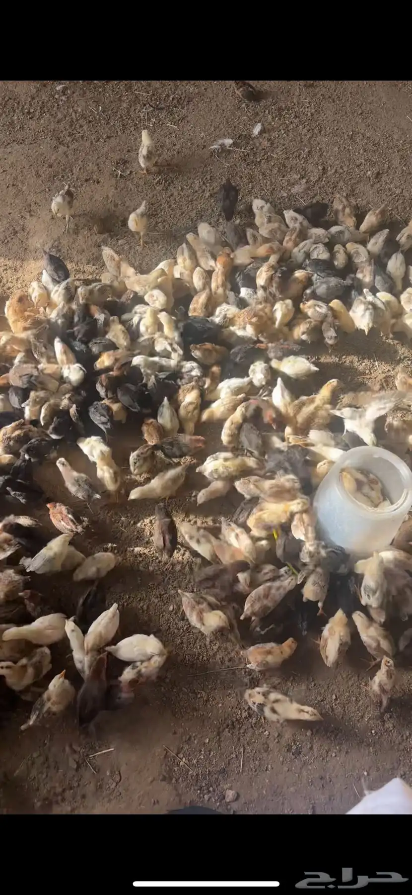 فروخ بلدي شرط 0
