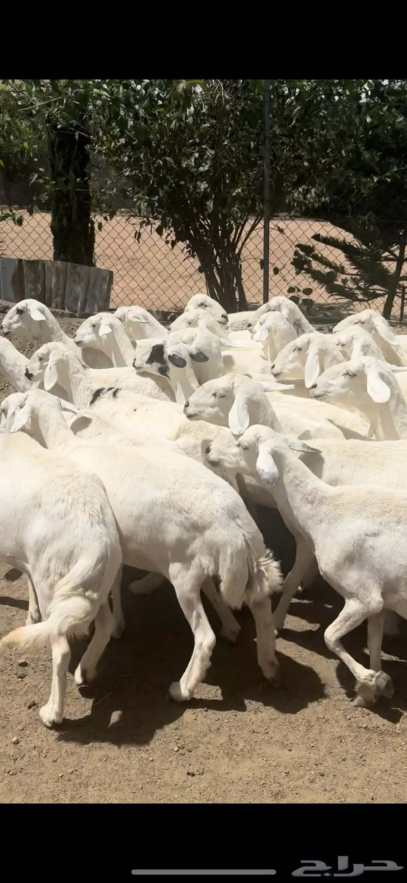 ضان صنف حرش اصايل غنم شهران 30 تبعها 15 9