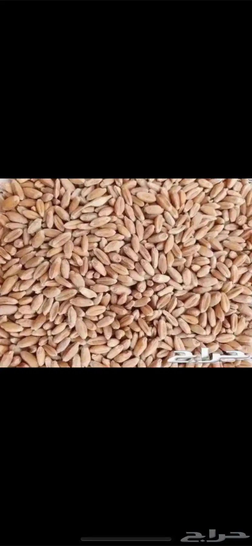 للبيع معيه بر بدون كيماوي 0