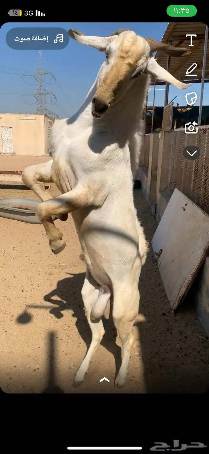 فحل بيشي مشروط ما شاء الله تبارك الله 2