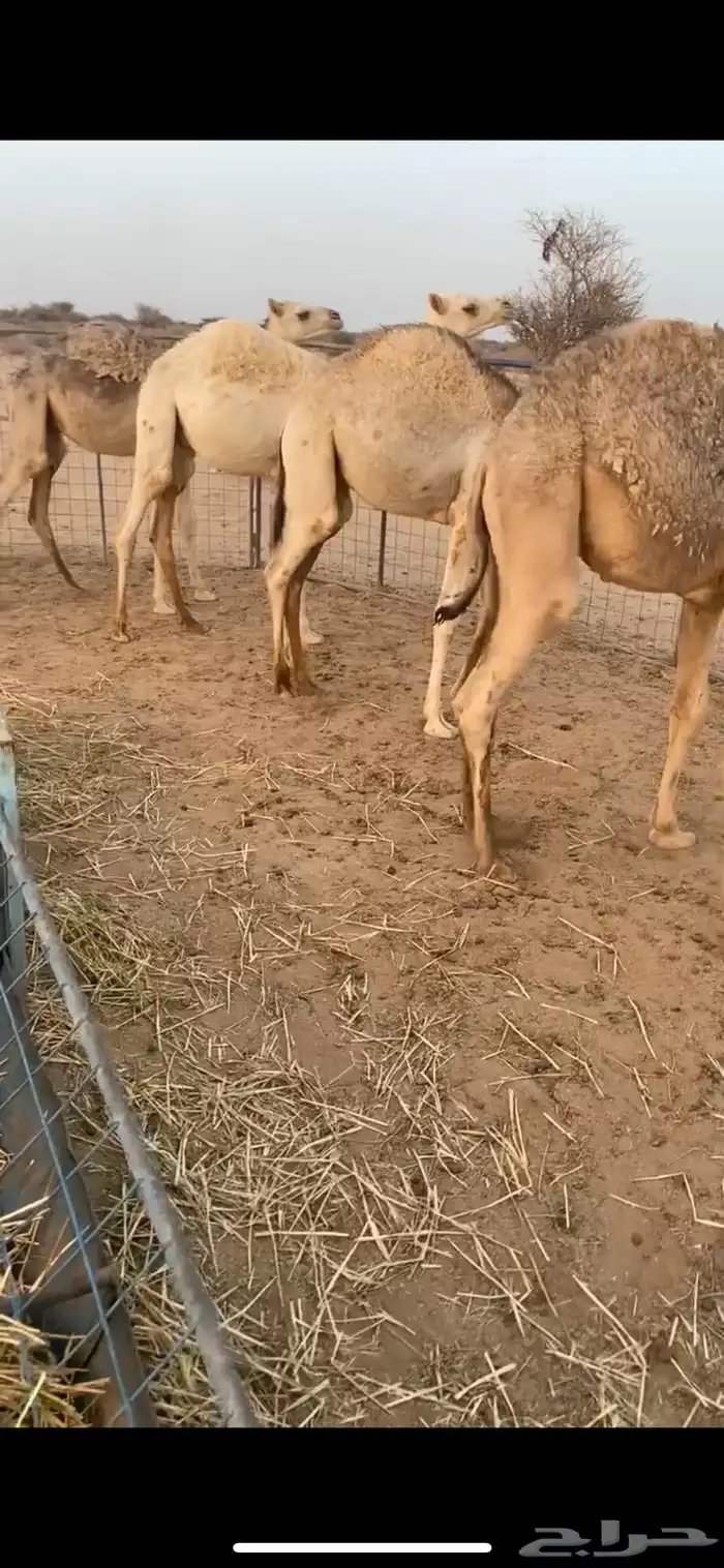 حشو فل شحم شرط نضيفه 5