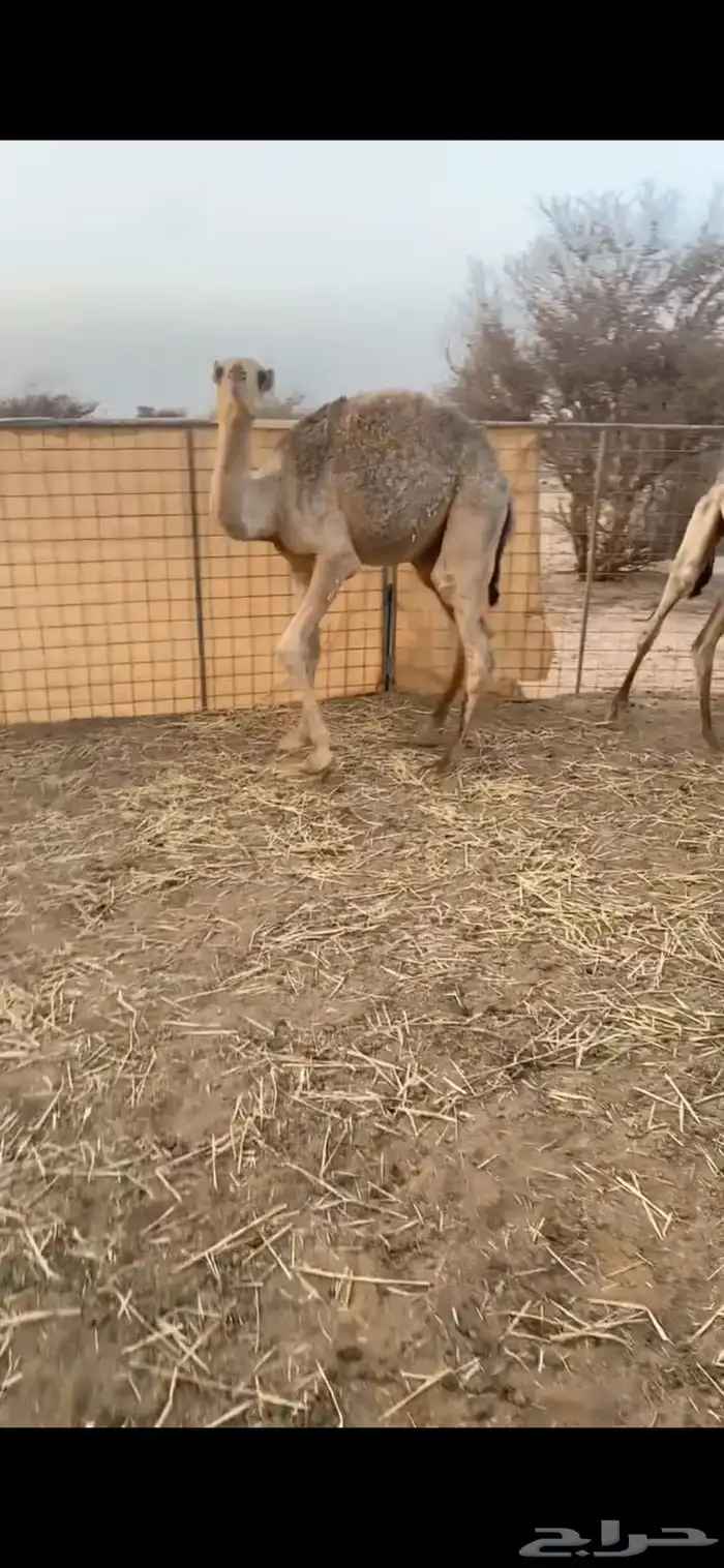 حشو فل شحم شرط نضيفه 8
