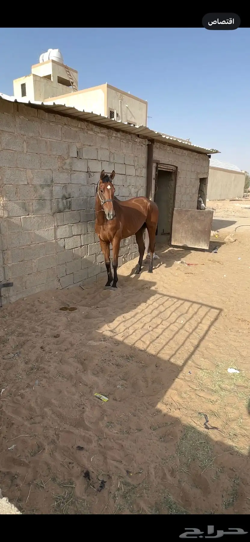 حصان إنتاج سباقق   . 2