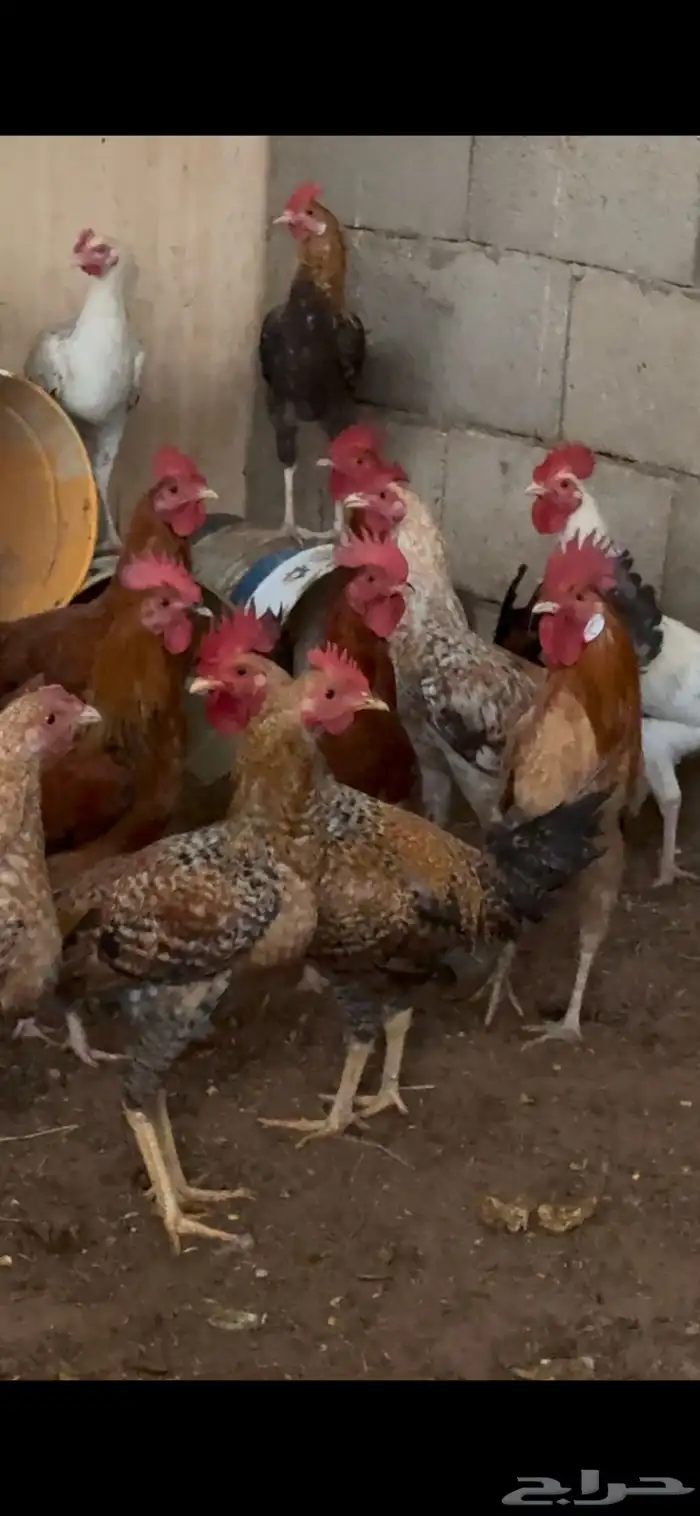 ديكه 5 شهور 8