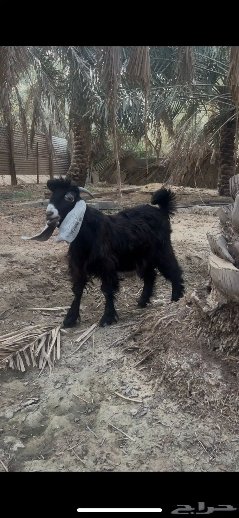 تبي عارضي لباني ذبيحه طيبه 1