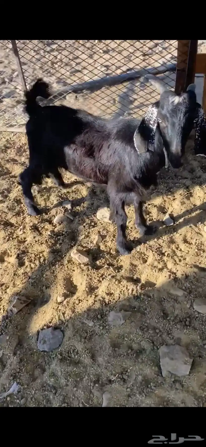 تيس للبيع 2