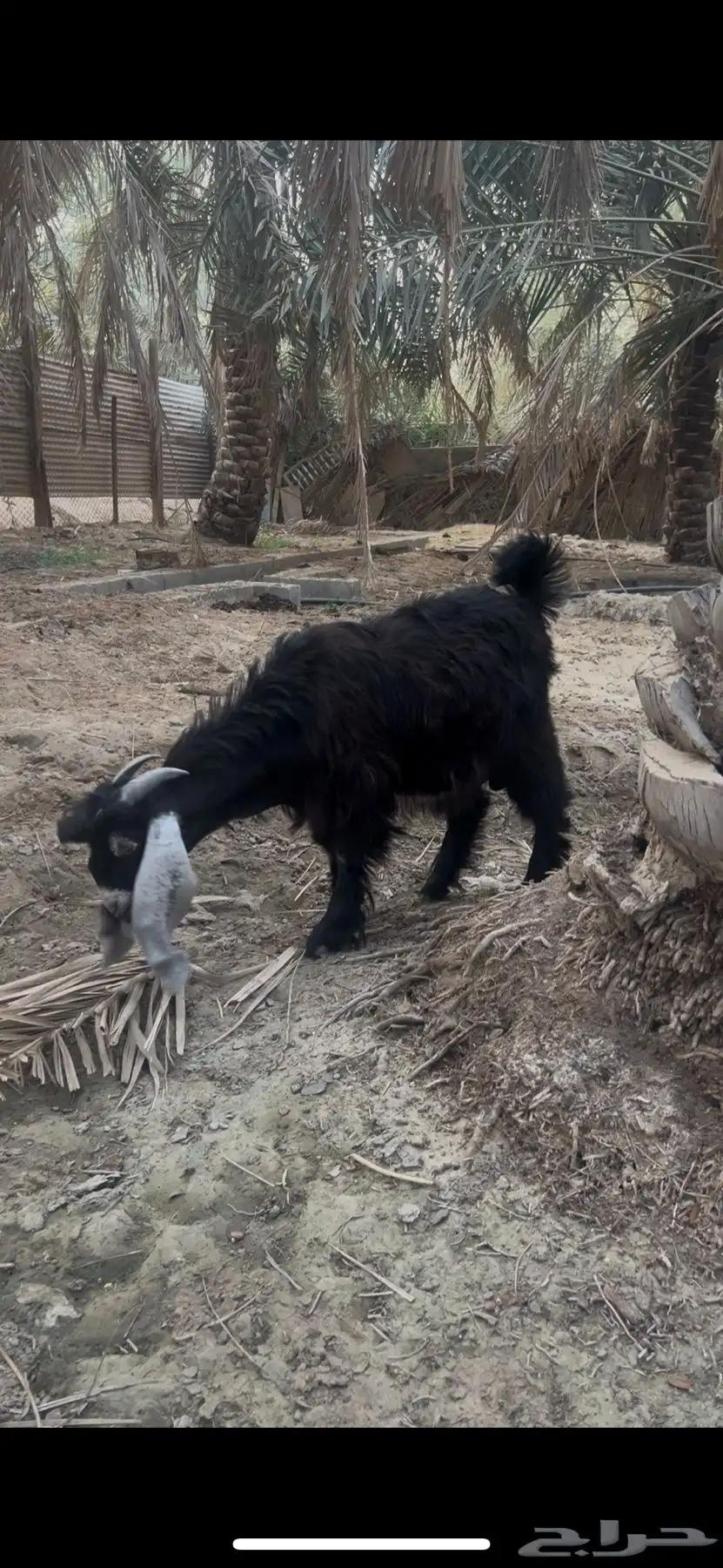 تبي عارضي لباني ذبيحه طيبه 2