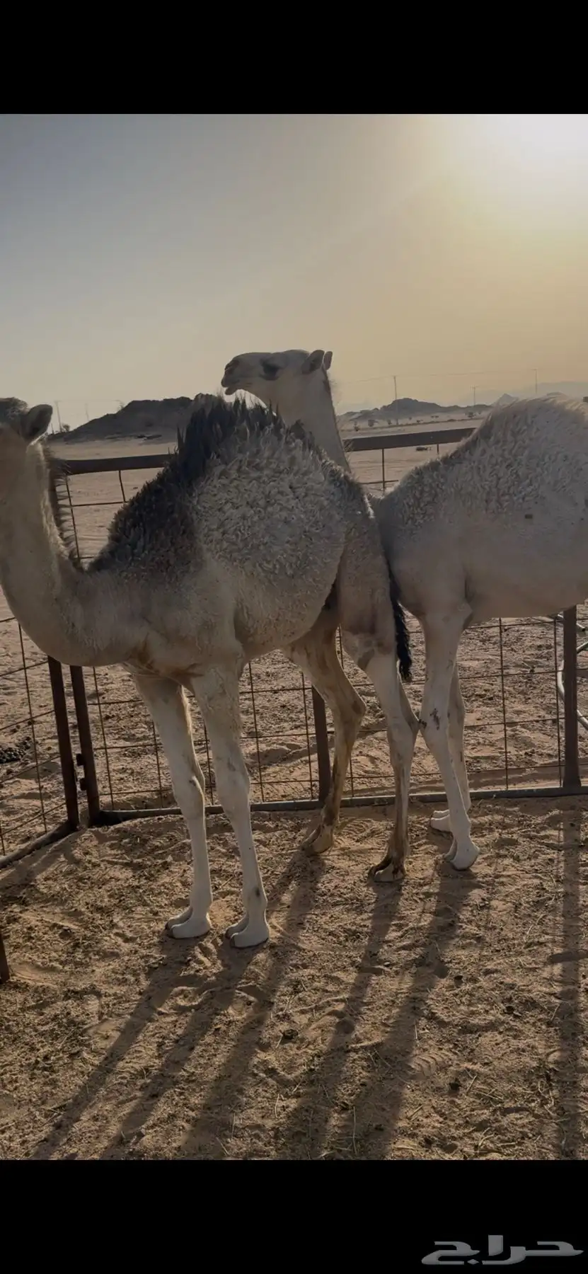 السلام عليكم قعود كفو وساسه أطيب 1