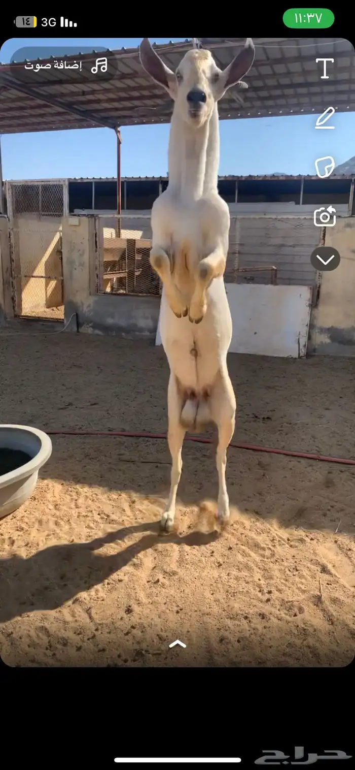 فحل بيشي مشروط ما شاء الله تبارك الله 1