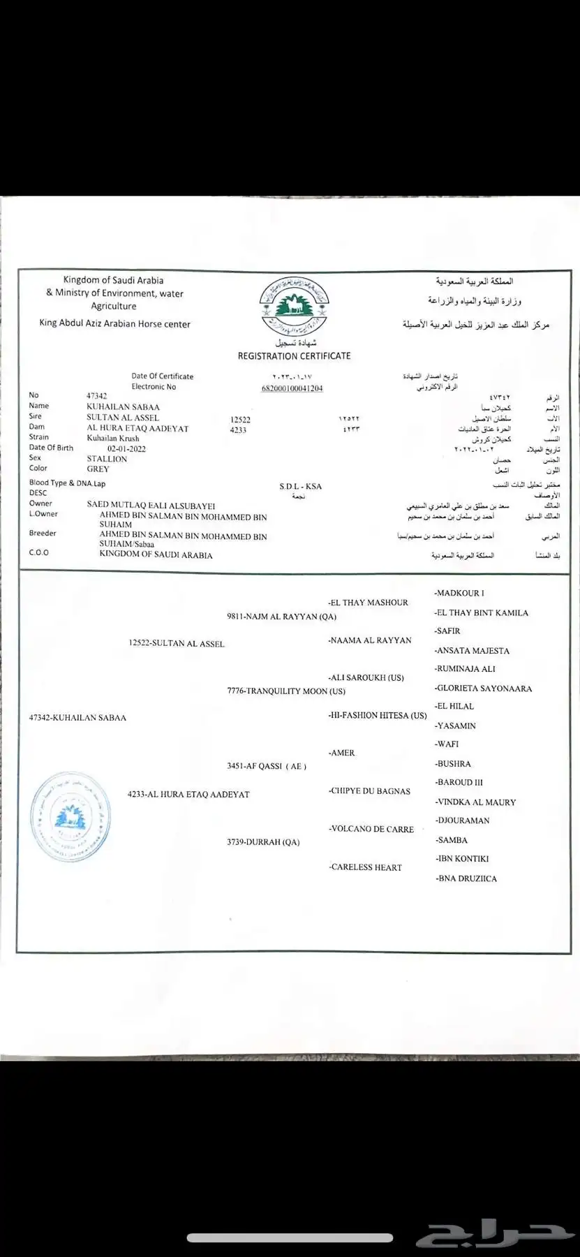 حصان واهو 1