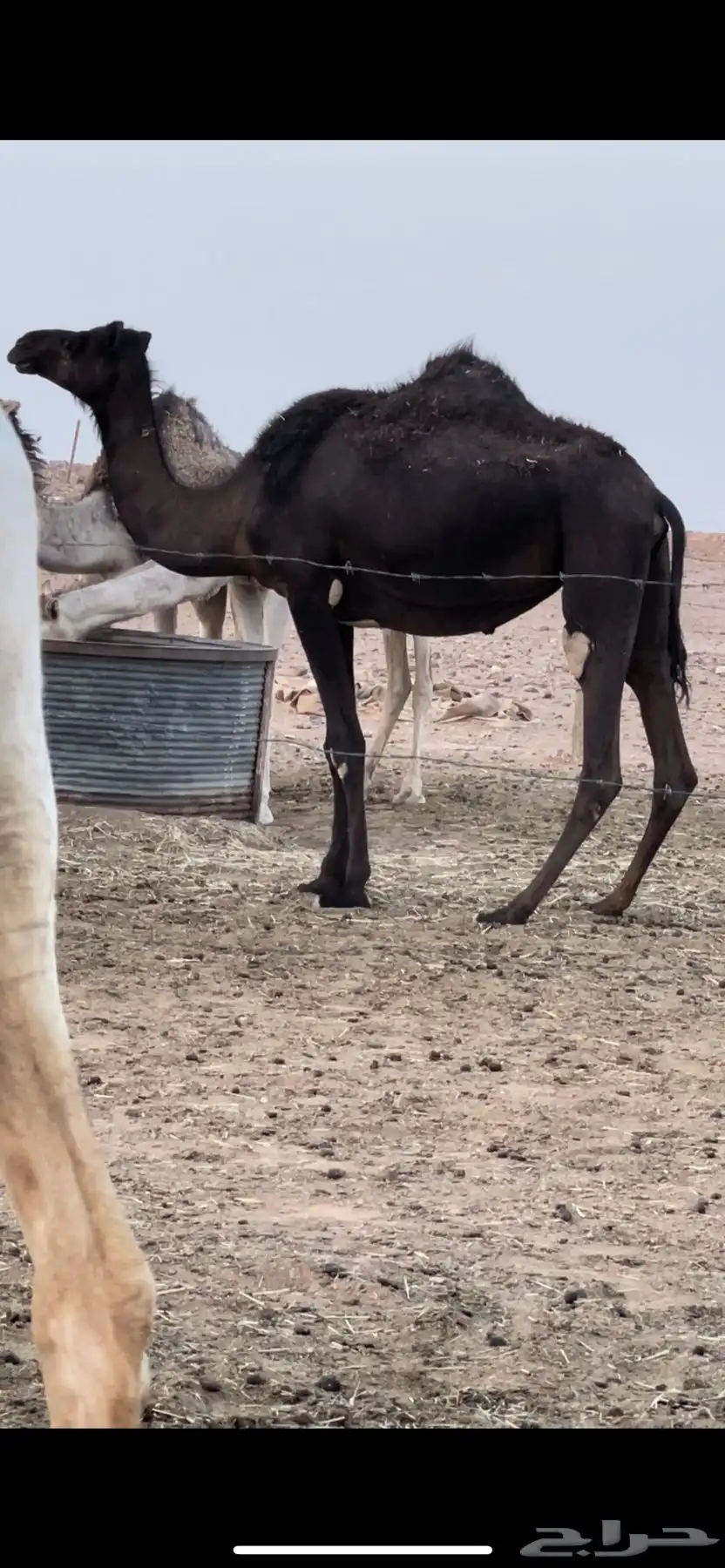 لقحات مجاهيم 10