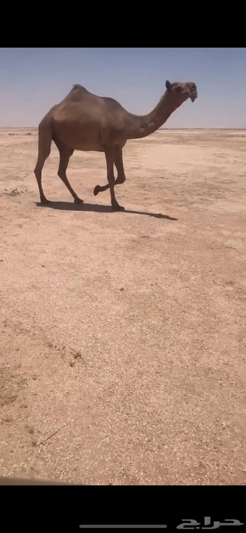 للبيع الصفرا خفوت مسحوب ولده سنها رباع وعلى جميع الشروط 0