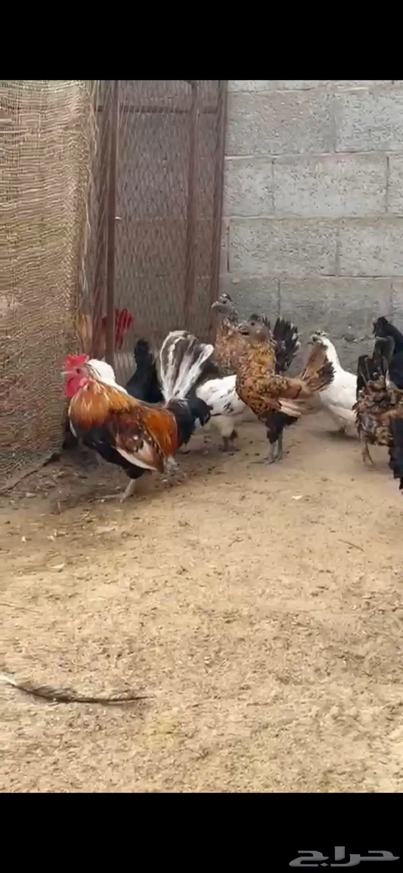 للبيع دجاج حباحب و كوبرا وحمام ودجاج هندي وسبرايت 3