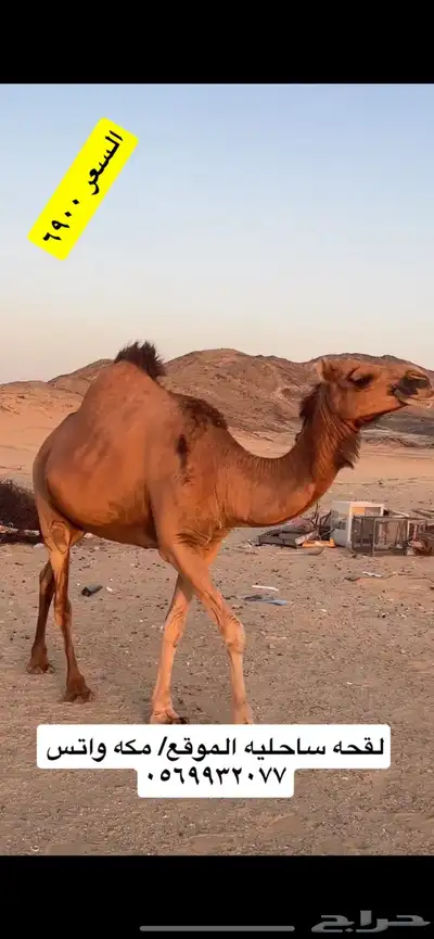 ناقه لقحه جنب 4