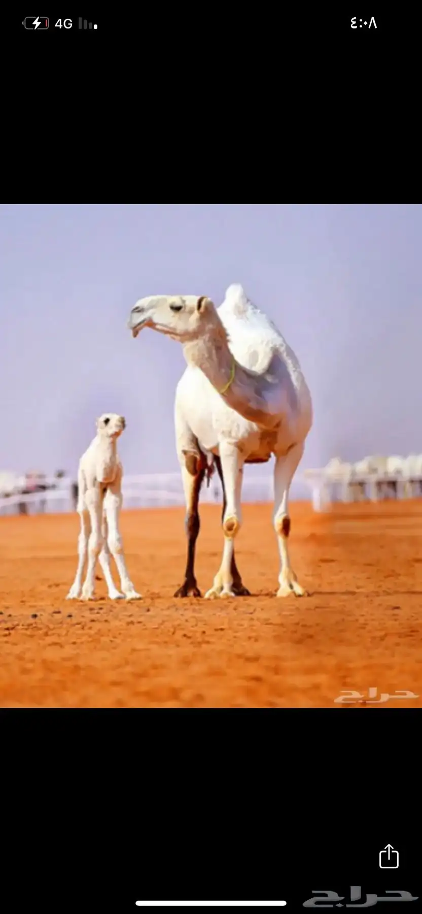 خلفه للبيع لقحه للبيع ضريبه للبيع ضرايب للبيع شقحا وضحا صفر 0