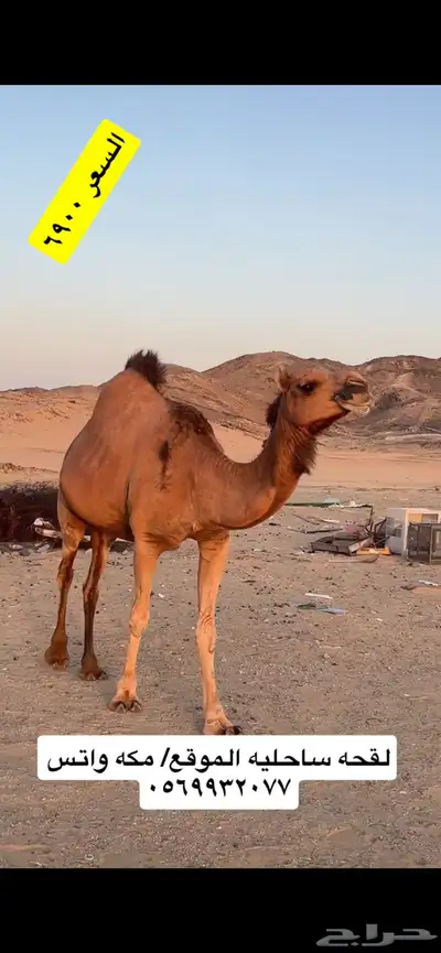 ناقه لقحه جنب 2