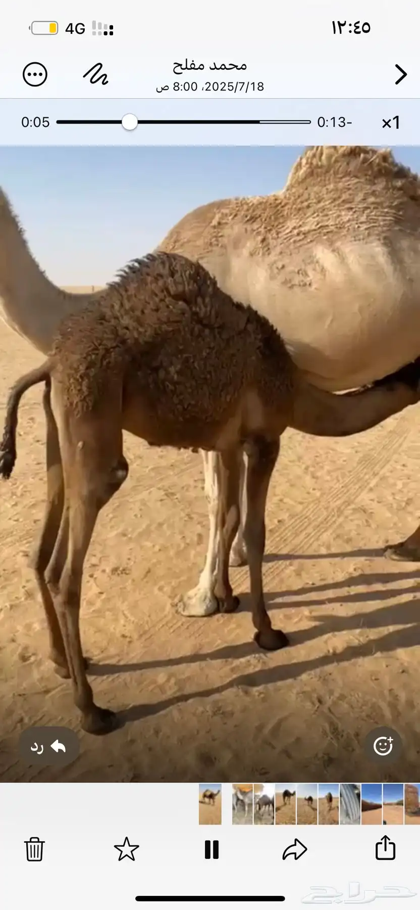 قعدان حشو قصب 3