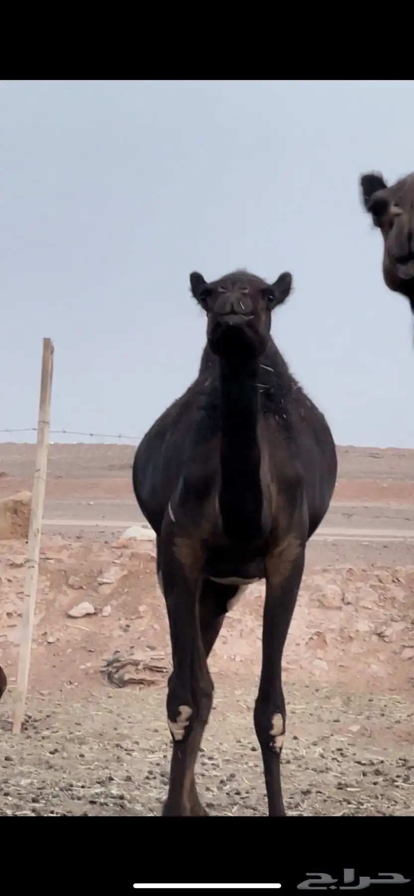 لقحات مجاهيم 1