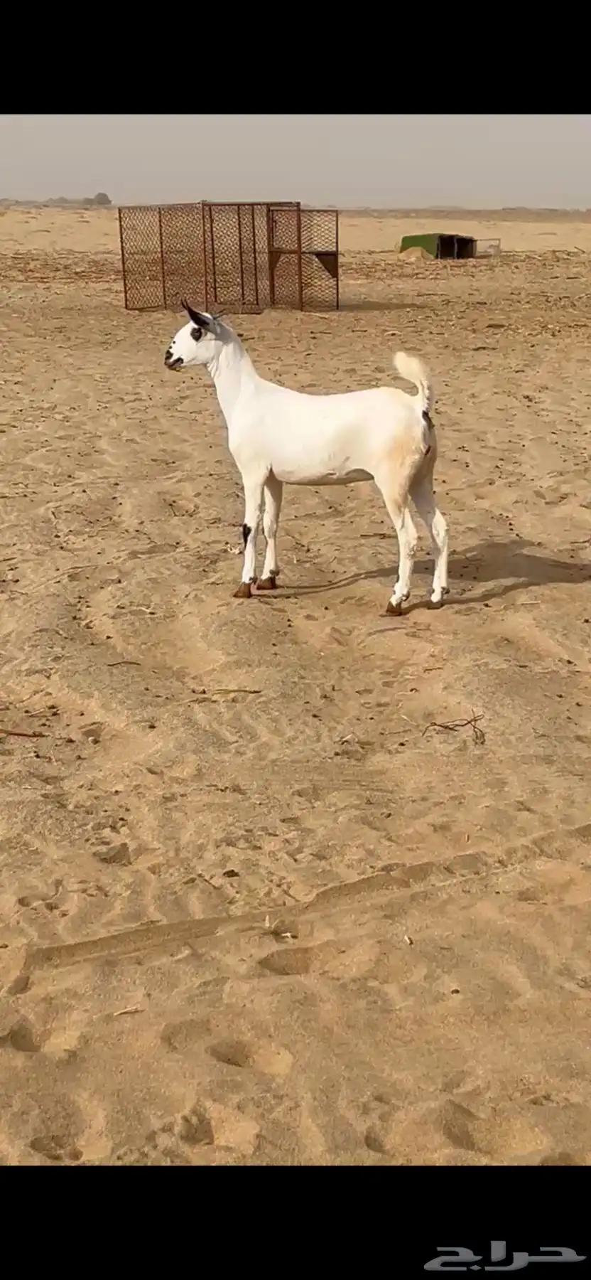 جفره بيشيه فاخره 0