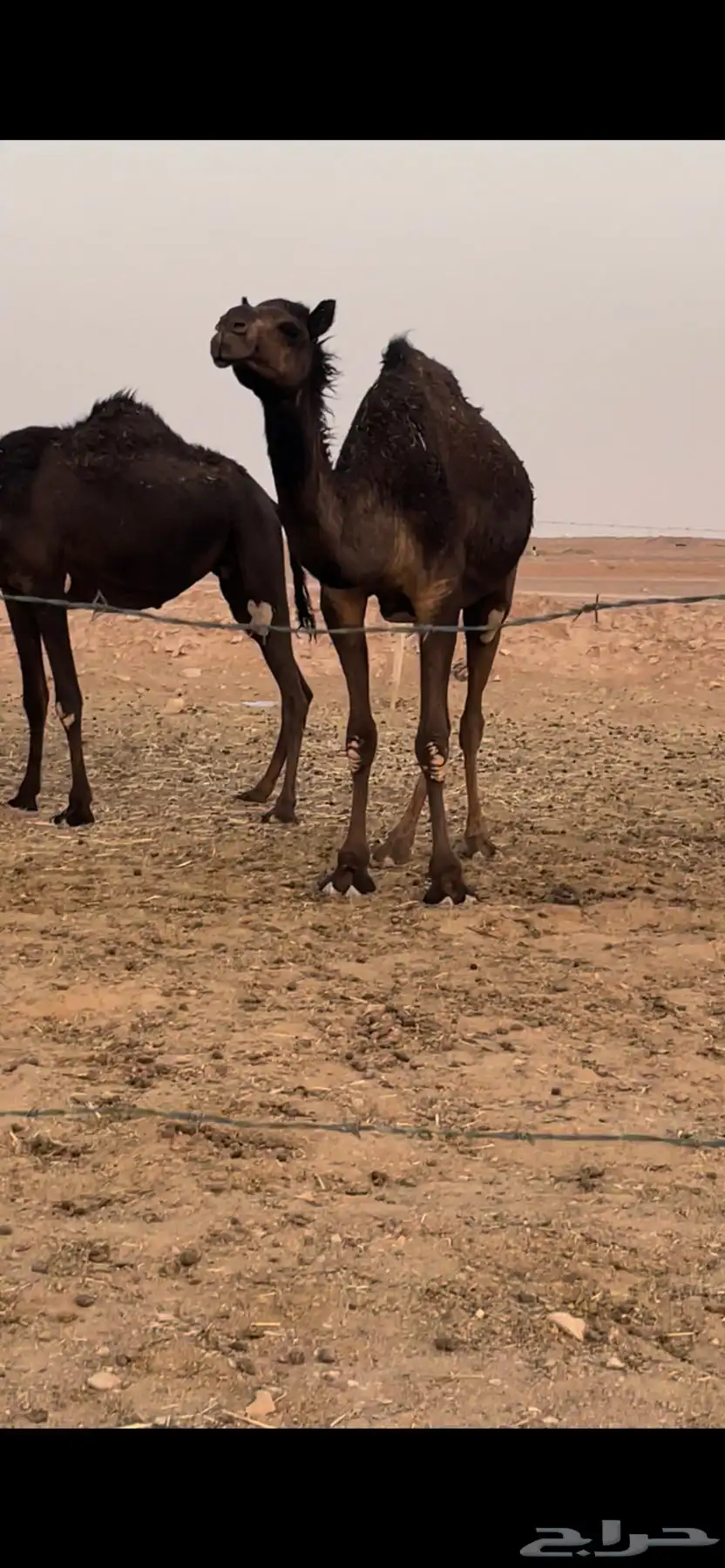 لقحات مجاهيم 3