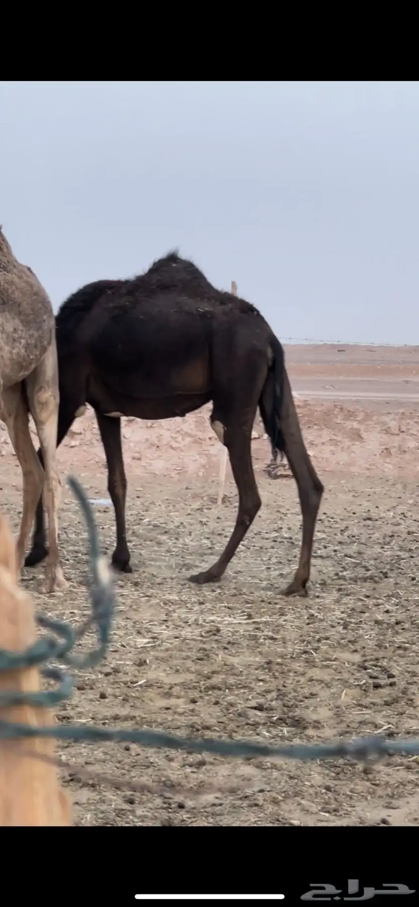 لقحات مجاهيم 6