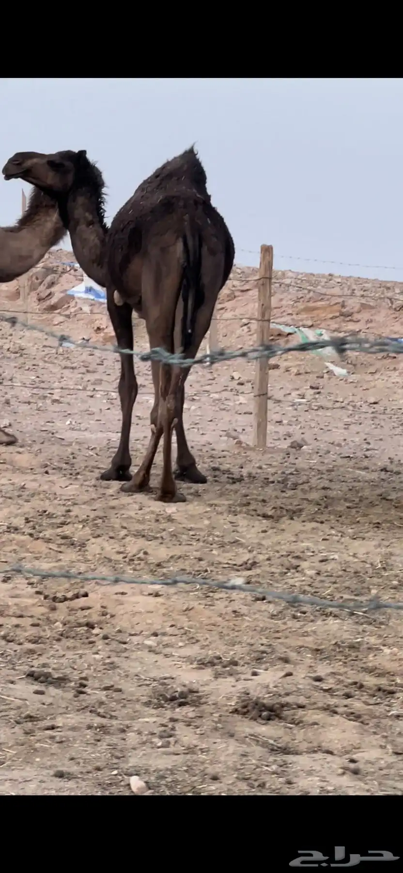 لقحات مجاهيم 7