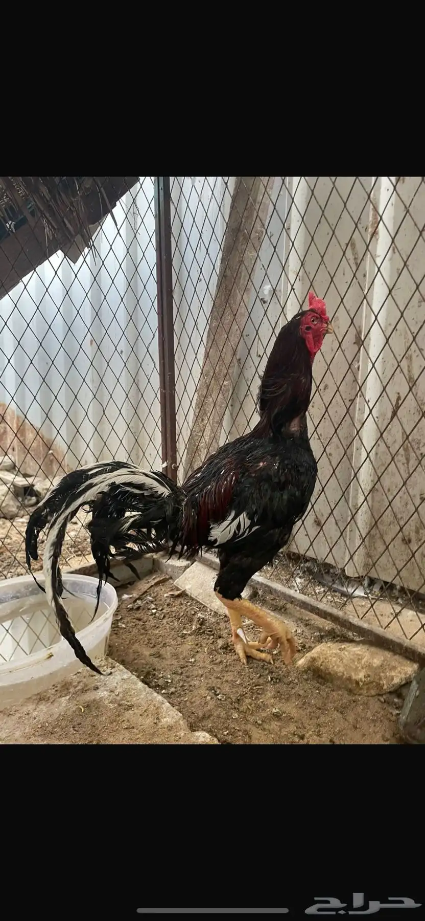 للبيع دجاج حباحب و كوبرا وحمام ودجاج هندي وسبرايت 4