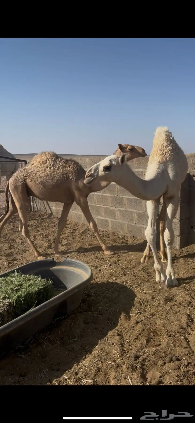 للبيع قعدان 4